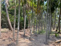  Agricultural Land for Sale in Revdanda, Alibag, Raigad