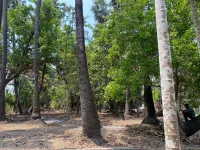  Agricultural Land for Sale in Revdanda, Alibag, Raigad