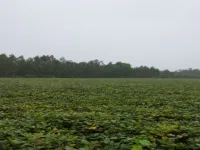 Agricultural Land for Sale in Kandukur, Prakasam