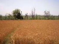  Residential Plot for Sale in Vishal Nagar, Yamunanagar