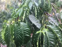  Agricultural Land for Sale in Sakleshpur, Hassan