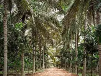  Agricultural Land for Sale in Thondamuthur, Coimbatore