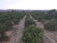 Agricultural Land for Sale in Garladinne, Anantapur