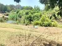 Agricultural Land for Sale in Sanjan, Valsad