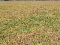 Industrial Land for Sale in Gidc, Vapi