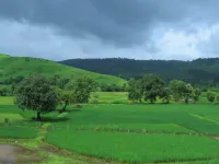  Agricultural Land for Sale in Dahanu, Palghar