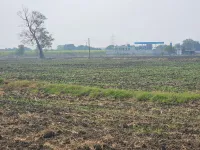  Agricultural Land for Sale in Dahanu, Palghar