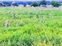  Agricultural Land for Sale in Indi, Vijayapura