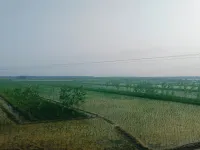  Agricultural Land for Sale in Mahilpur, Hoshiarpur