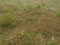  Agricultural Land for Sale in Anjar, Kutch