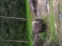  Agricultural Land for Sale in Mudigere, Chikmagalur