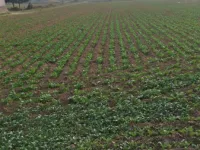 Agricultural Land for Sale in Sohna, Gurgaon