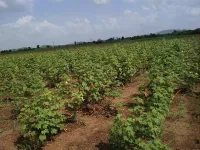  Agricultural Land for Sale in Savarkundla, Amreli