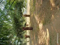  Agricultural Land for Sale in Balasinor, Mahisagar