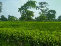  Agricultural Land for Sale in Malbazar, Jalpaiguri