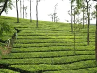  Agricultural Land for Sale in Valparai, Coimbatore