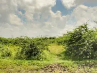  Agricultural Land for Sale in Ranipettai, Vellore