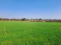  Agricultural Land for Sale in Shahpura, Dindori