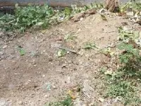  Agricultural Land for Sale in Ambala Cantt