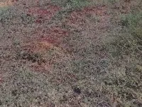  Agricultural Land for Sale in Pollachi, Coimbatore