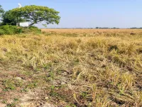  Agricultural Land for Sale in Naika, Kheda