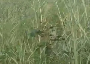  Agricultural Land for Sale in Garhmukteshwar, Hapur