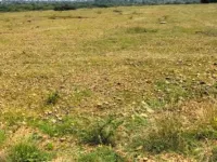  Agricultural Land for Sale in Pavagada, Tumkur