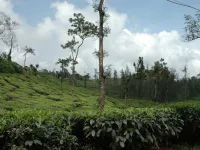  Agricultural Land for Sale in Cherambadi, Nilgiris