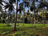  Residential Plot for Sale in Natham Road, Madurai