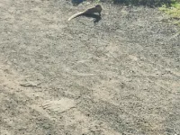 Commercial Land for Sale in Nimgaon Wagha, Ahmednagar