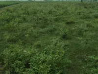 Agricultural Land for Sale in Thirukazhukundram, Chennai