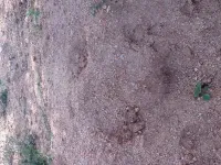  Agricultural Land for Sale in Kuppam, Chittoor