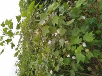  Agricultural Land for Sale in Pilibanga, Hanumangarh