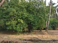  Residential Plot for Sale in Tivim, North Goa, 