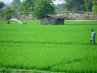  Agricultural Land for Sale in Bhimadole, Eluru