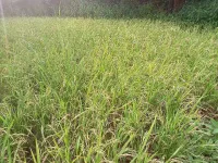  Agricultural Land for Sale in Bhor, Pune