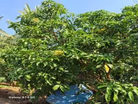  Agricultural Land for Sale in Devrukh, Ratnagiri