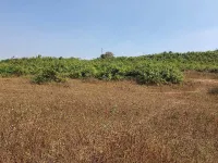  Agricultural Land for Sale in Talasari, Palghar