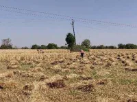 Agricultural Land for Sale in Tijara, Alwar