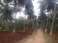  Agricultural Land for Sale in Nanjangud, Mysore