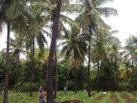  Agricultural Land for Sale in Gubbi, Tumkur