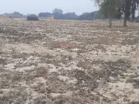  Agricultural Land for Sale in Hanumangarh Junction