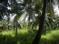 Agricultural Land for Sale in Ponnani, Malappuram