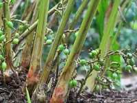 Agricultural Land for Sale in Chathurangapara, Idukki