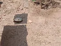  Residential Plot for Sale in Pattukkottai, Thanjavur