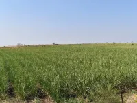 Agricultural Land for Sale in MUTHALNE, Akola, Akola