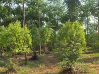 Agricultural Land for Sale in Pendurty, Visakhapatnam