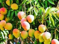  Commercial Land for Sale in Ecr To Marakanam Road, Chennai