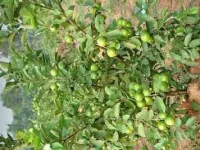  Agricultural Land for Sale in Cheyyar, Kanchipuram