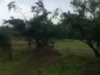  Agricultural Land for Sale in Maval, Pune